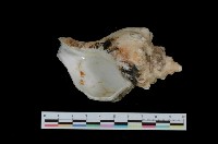 藏品(大風車峨螺)的圖片